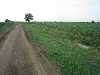 Mardana